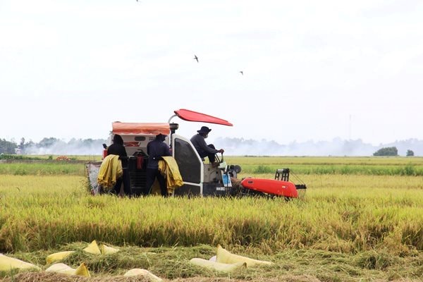 Niềm vui giá lúa