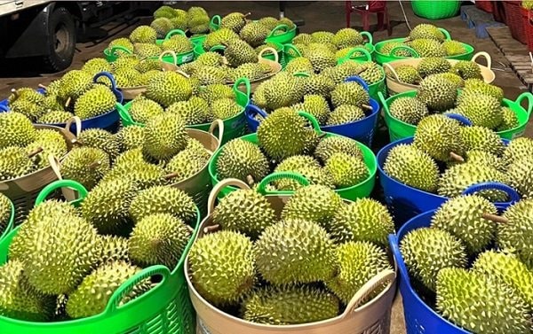 Trung Quốc liên tục 'than' nông sản Việt không tuân thủ quy định