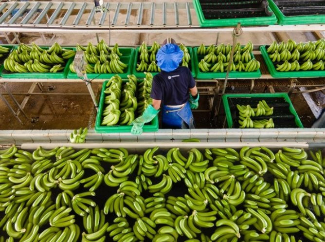 Các băng đảng giấu ma túy vào hàng chuối Ecuador xuất khẩu để vận chuyển