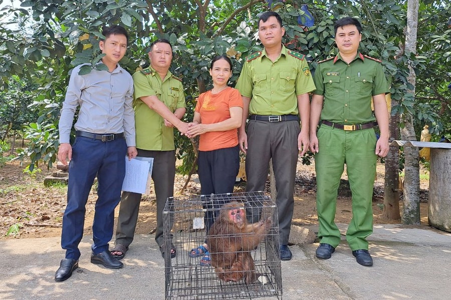 Vườn quốc gia Vũ Quang tiếp nhận một con khỉ mặt đỏ quý hiếm