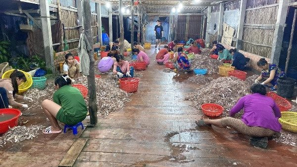 Cà Mau: Nhộn nhịp vào mùa lưới đáy