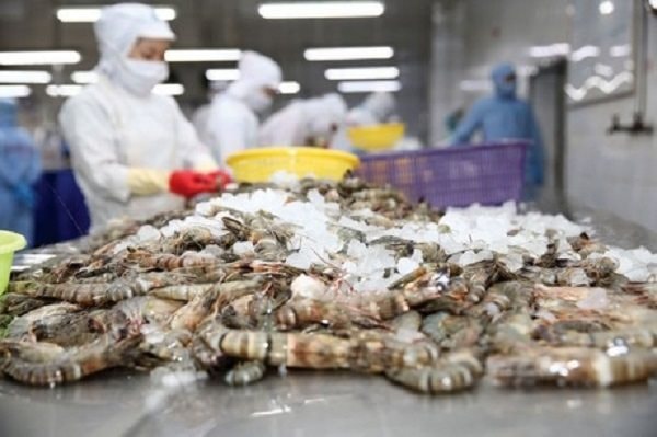 Tôm Việt sang Mỹ từng hai lần lập kỷ lục hơn tỉ đô
