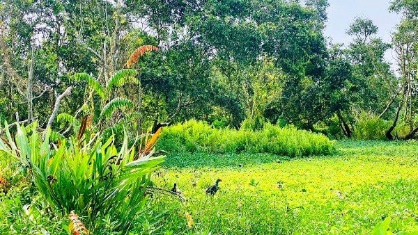 Khôi phục cảnh quan vùng đất ngập nước rừng tràm Trà Sư An Giang