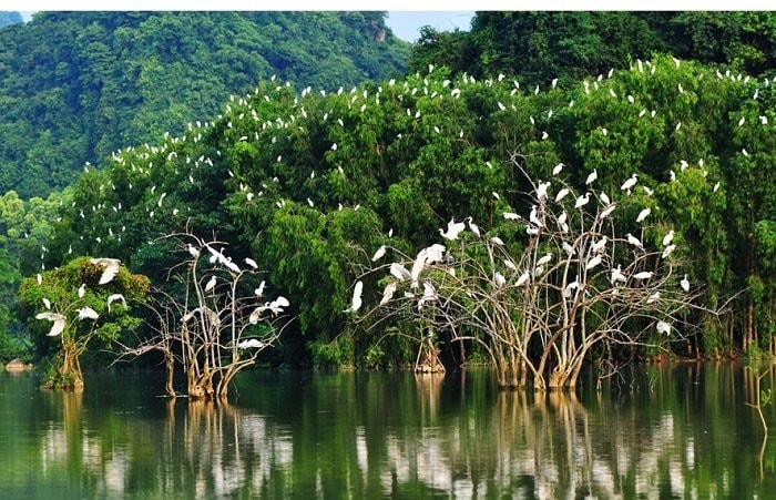Rừng ngập mặn - Bài 1: Diện tích giảm mạnh, không chỉ ở VN
