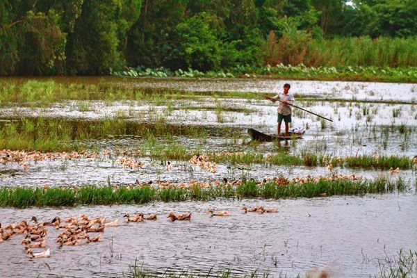 Theo đàn vịt chạy đồng