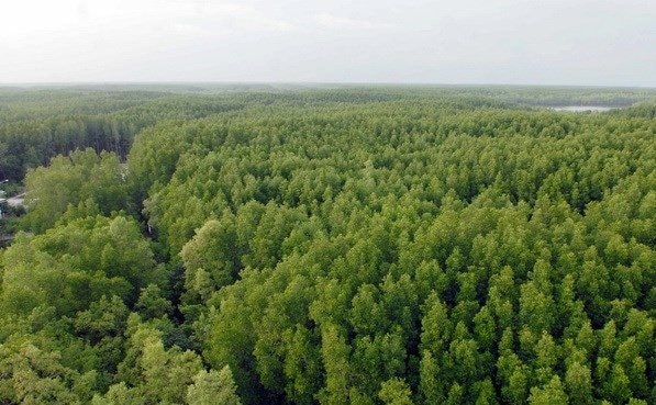 Rừng ngập mặn - Bài 4: Chung tay bảo vệ và khôi phục rừng ngập mặn ĐBSCL