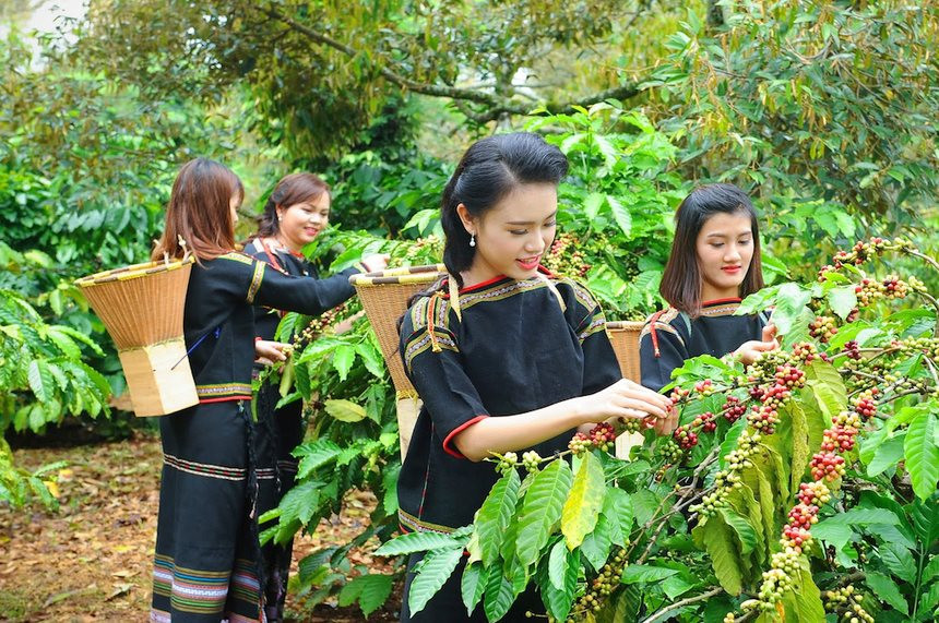 Cà phê Việt - niềm vui và hy vọng