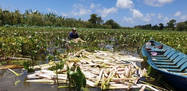 Rau mác - đặc sản mùa nước nổi