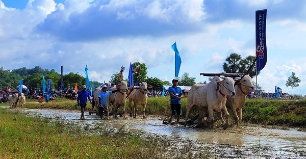 56 đôi bò tham gia tranh tài tại Hội đua bò Bảy Núi