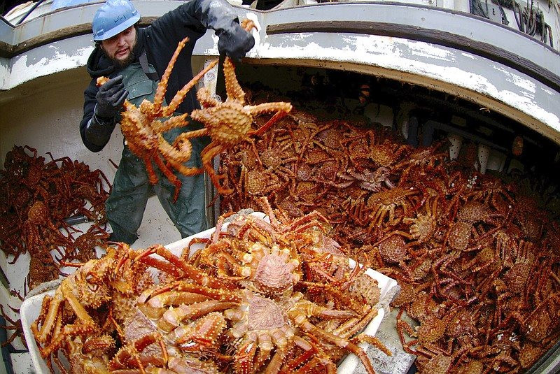 Hé lộ nguyên do cả chục tỉ con cua tuyết ở vùng biển Mỹ giáp Nga chết hàng loạt