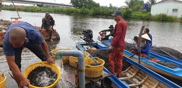 Nhọc nhằn nghề lặn bắt vòm đen kiếm tiền triệu mỗi ngày ở Cà Mau