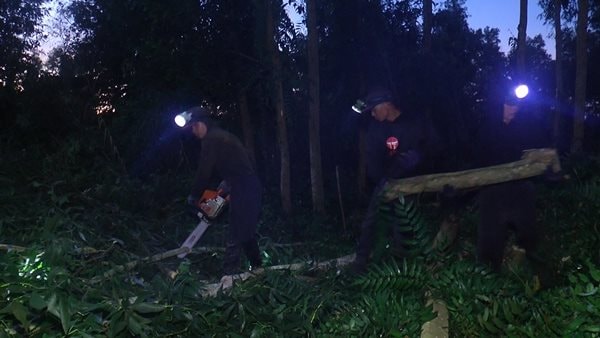 Chuyện ít biết về nghề khai thác cây rừng ở U Minh