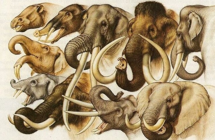 Tìm ra thủ phạm khiến voi ma mút tuyệt chủng