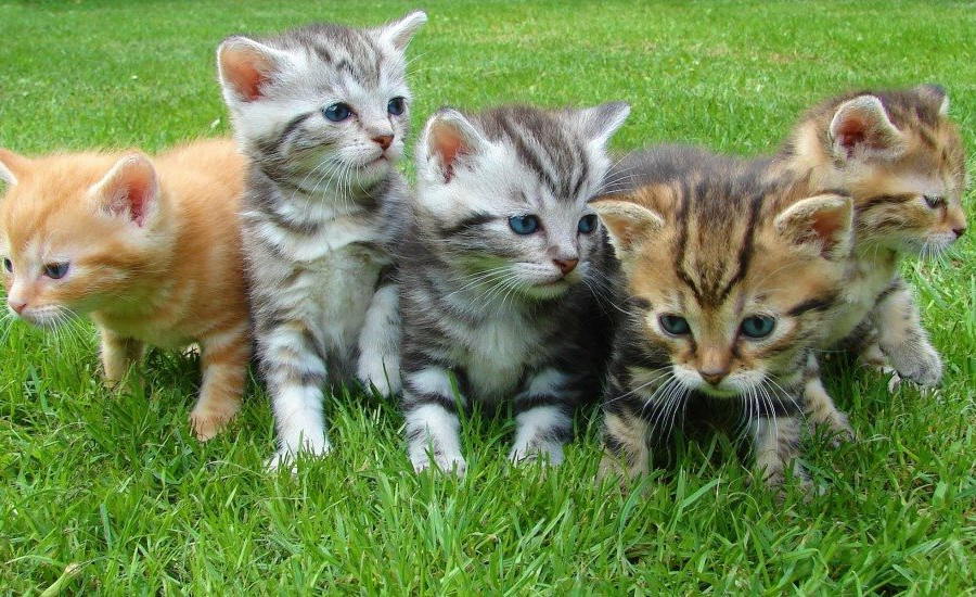 Nuôi chó mèo đúng cách để bớt tác động lên Trái đất
