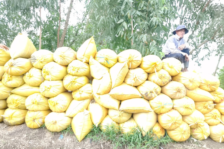 Hội thảo về lúa gạo và lợi ích cho nông dân