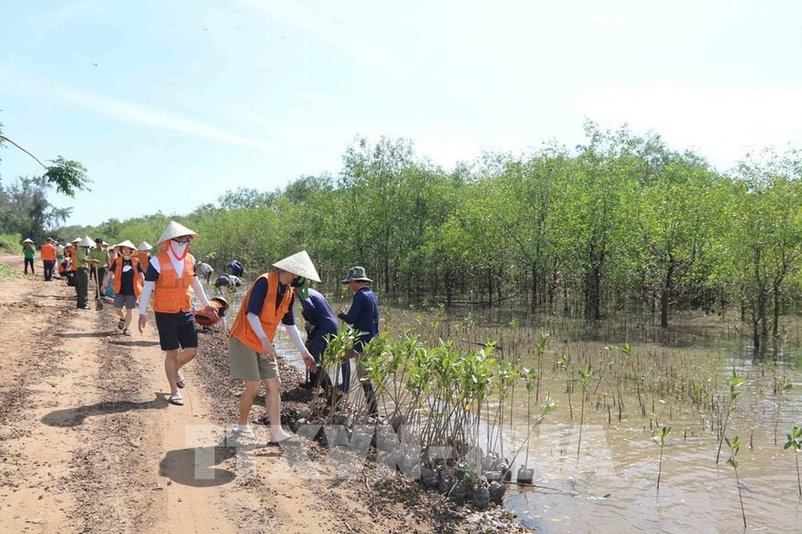 Rừng ngập mặn - Bài cuối: Chung tay xanh hóa rừng ngập mặn vùng ĐBSCL
