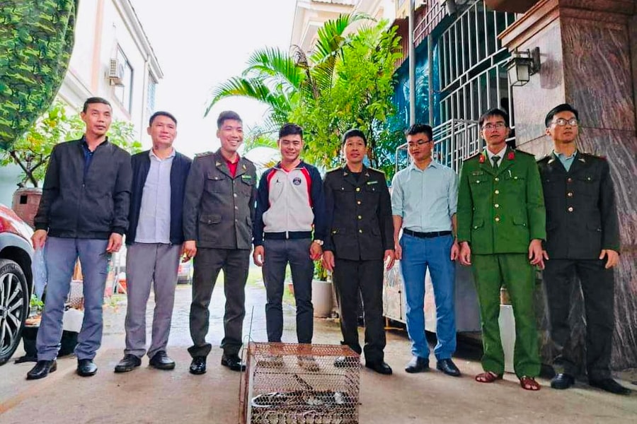 Người dân mua lại trăn đất quý hiếm giao cho Vườn quốc gia Vũ Quang