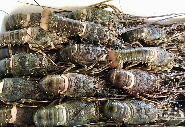 Bộ trưởng Thương mại Trung Quốc nêu giải pháp 'gỡ tắc' cho tôm hùm bông Việt Nam