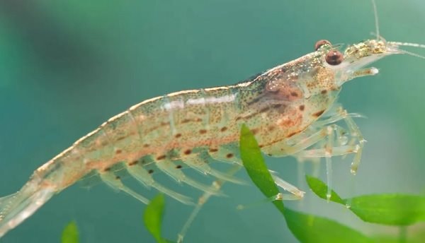 Rác thải nhựa ảnh hưởng đến khả năng giao phối của loài tôm