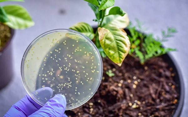 Vi khuẩn cần thiết cho thực vật bị sụt giảm bởi tình trạng nóng lên toàn cầu
