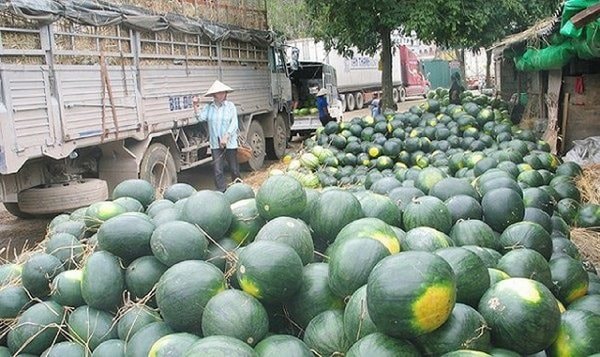 Nông sản là điểm sáng trong quan hệ thương mại Việt - Trung