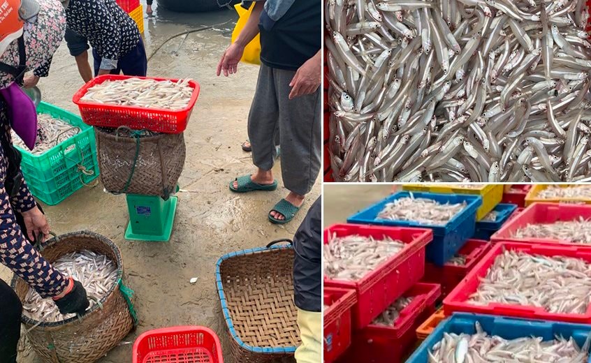Ngư dân Hà Tĩnh trúng đậm cá cơm