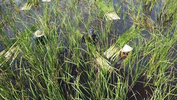 'Đổi đời' nhờ trồng cây bồn bồn
