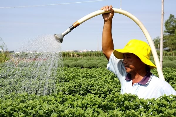 Nông dân làng hoa Nam Bộ đã sẵn sàng mang hoa xuống phố