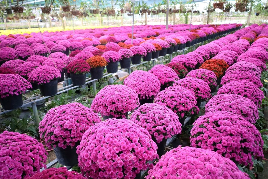 Phê duyệt quy hoạch tỉnh Đồng Tháp thời kỳ 2021 - 2030, tầm nhìn 2050