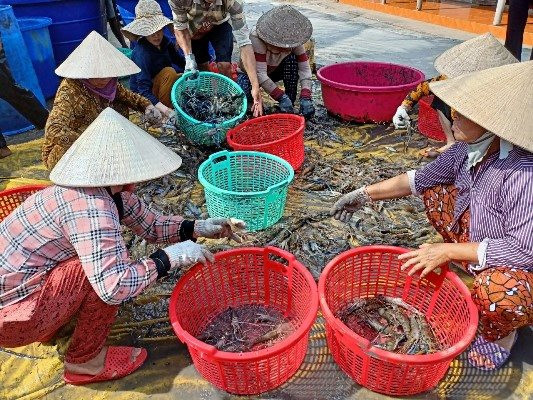 Thu hoạch tôm càng xanh trên đất lúa
