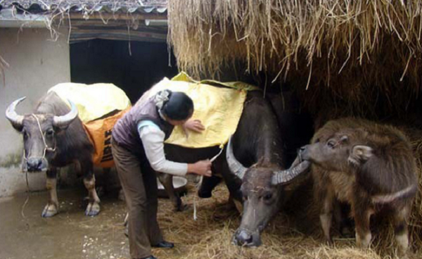 Hàng trăm gia súc ở miền Bắc bị chết rét