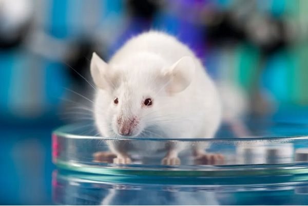 Liệu pháp mRNA đem lại tiềm năng điều trị ung thư buồng trứng