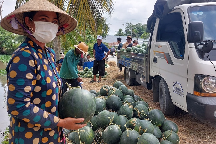 Vùng trồng dưa hấu lâu năm ở Sóc Trăng vào vụ tết