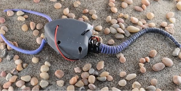 Sinh vật tuyệt chủng nửa tỉ năm trở thành cảm hứng cho robot mềm mới