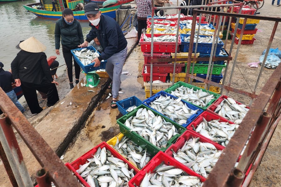 Ngư dân miền Trung ra khơi trúng đậm đầu xuân
