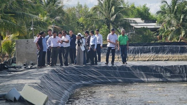 Hướng đi mới cho mô hình nuôi tôm siêu thâm canh