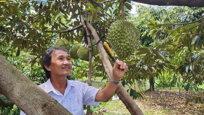 Sầu riêng xuất khẩu lên ngôi và phong trào cho ra trái nghịch vụ