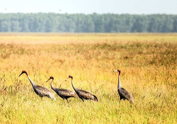 Đồng Tháp: 4 con sếu đầu đỏ về Vườn quốc gia Tràm Chim