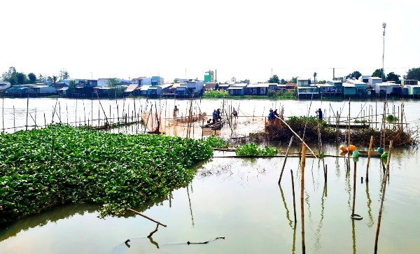 Theo chân ngư dân dỡ chà bắt cá trên sông