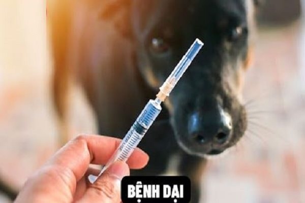 Khẩn cấp bố trí ít nhất 1 điểm tiêm phòng bệnh dại tại mỗi huyện