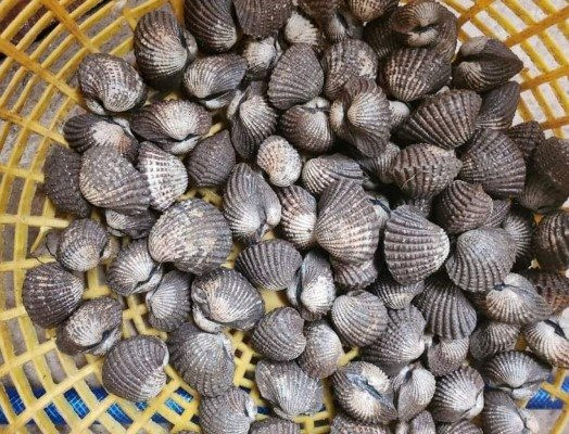 Mô hình nuôi '4 trong 1' mang lại hiệu quả cao cho nông dân
