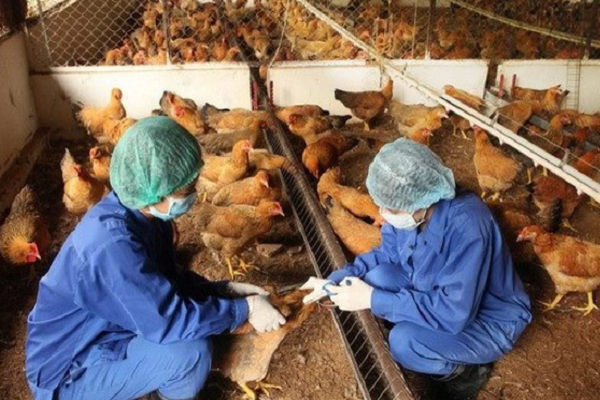 Nam thanh niên mắc cúm A/H5N1 tử vong từng đi bẫy chim hoang dã
