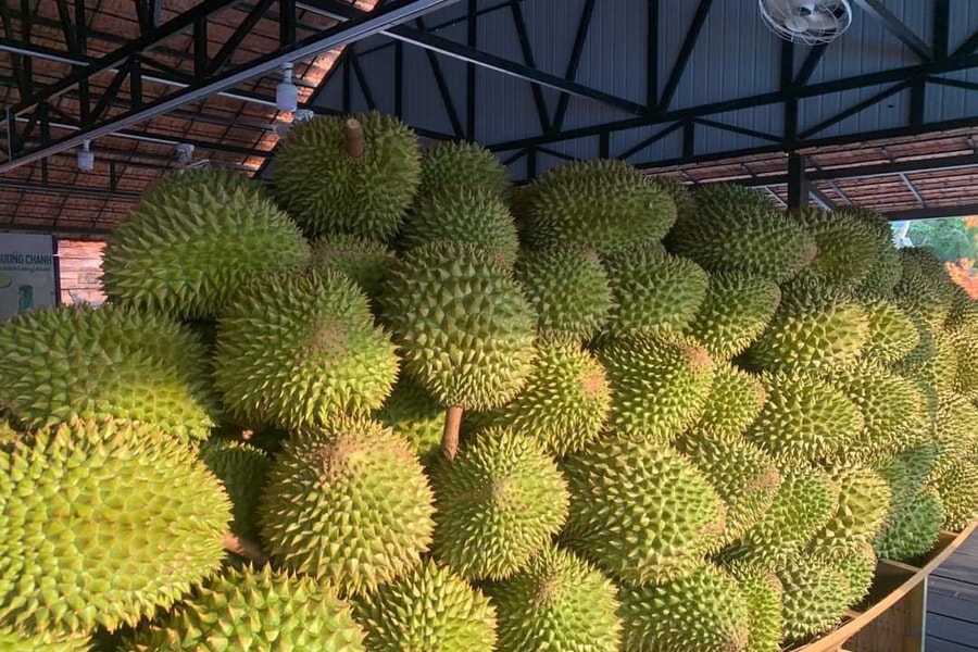 Sản lượng sầu riêng dự kiến tăng thêm 5.400 tấn, Cần Thơ hỗ trợ nông dân tiêu thụ
