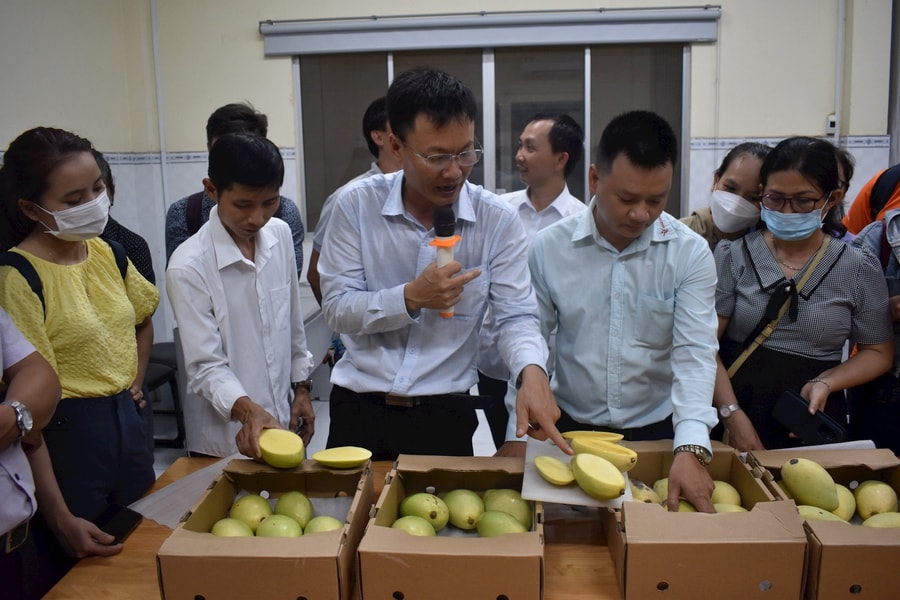 Nâng cao thời gian bảo quản trái xoài đến 35 ngày
