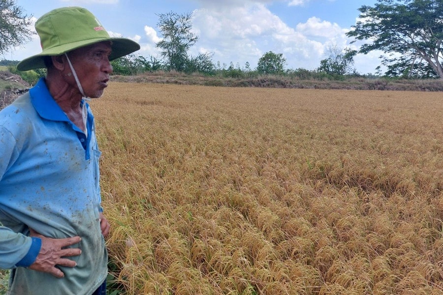 Hàng ngàn hecta lúa ở Sóc Trăng giảm năng suất do hạn mặn
