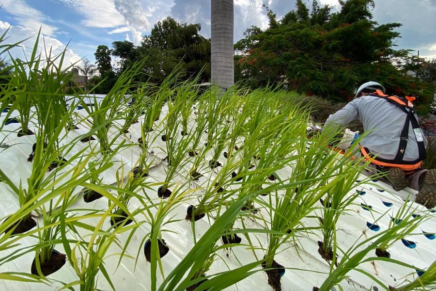 'Thiết kế thụ động' trong kiến trúc liệu có giúp giảm thải carbon?
