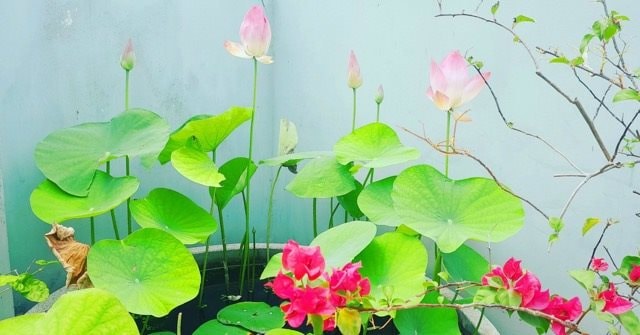 Bàn về quốc hoa Việt Nam