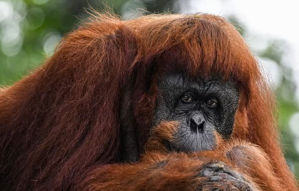 Malaysia muốn triển khai ‘ngoại giao đười ươi’