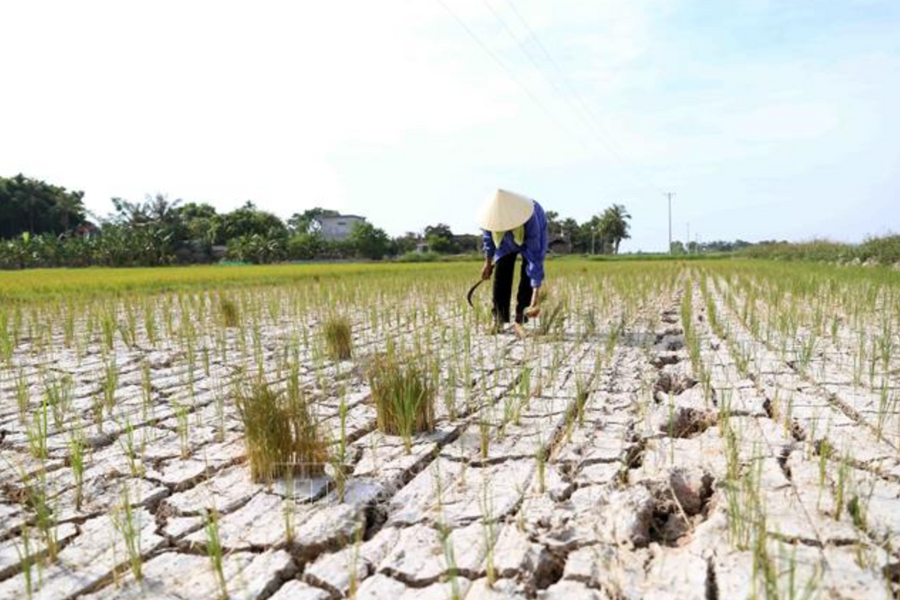 Ngày Môi trường thế giới năm 2024: 'Phục hồi đất, chống hạn hán và sa mạc hóa'