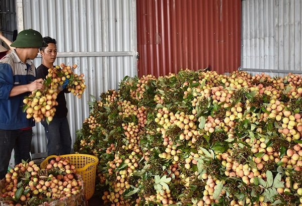 Nhiều thương lái Trung Quốc đã ký hợp đồng mua vải thiều Bắc Giang
